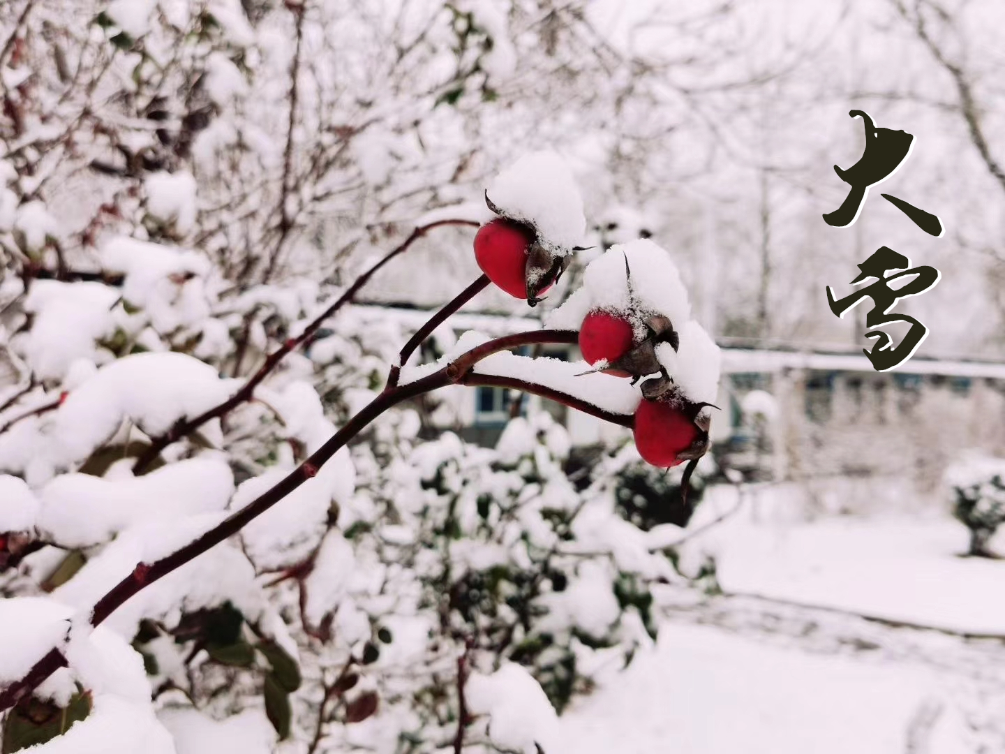 大雪 ▎萬象曉一色，皓然天地中