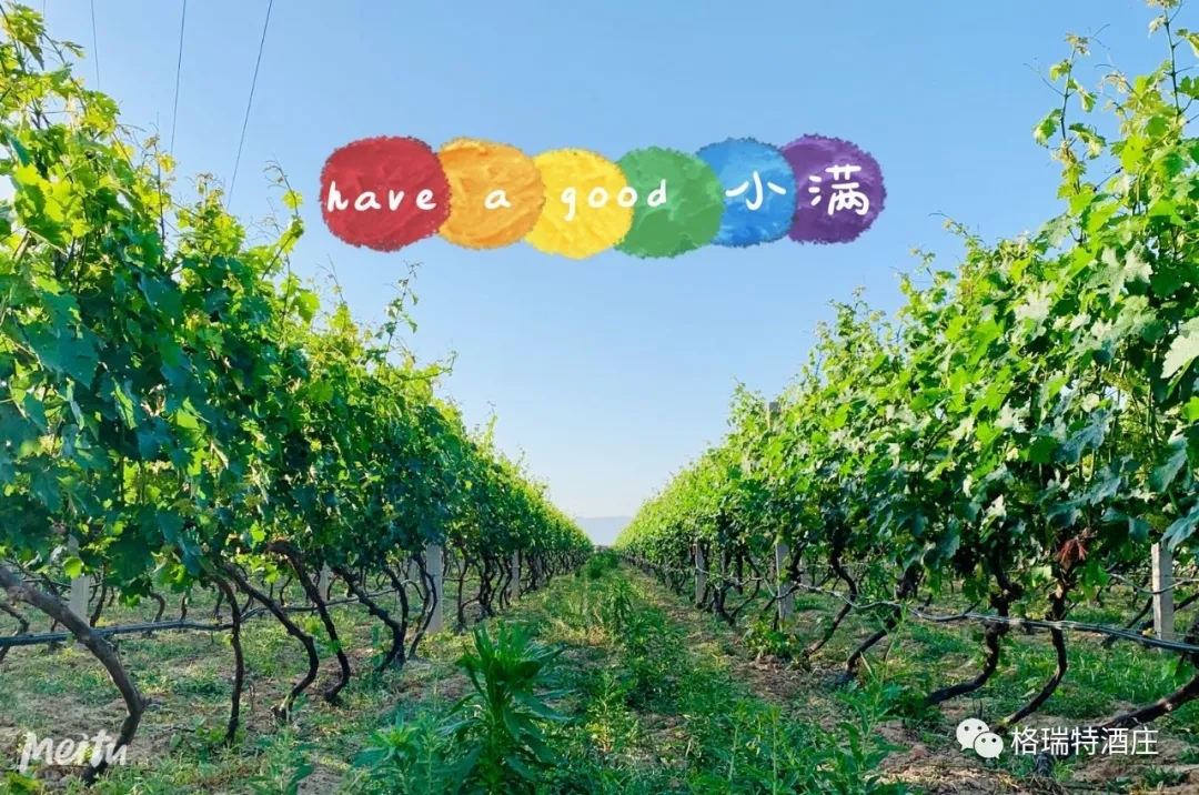 記錄小滿(mǎn)時(shí)節(jié)的酒莊、怎一美字了得！